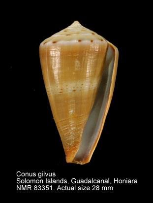 Conus gilvus.jpg - Conus gilvus Reeve,1849